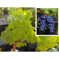 PARRA DE UVA NEGRA SIN PEPITAS  (maceta de 16 cm de Ø)