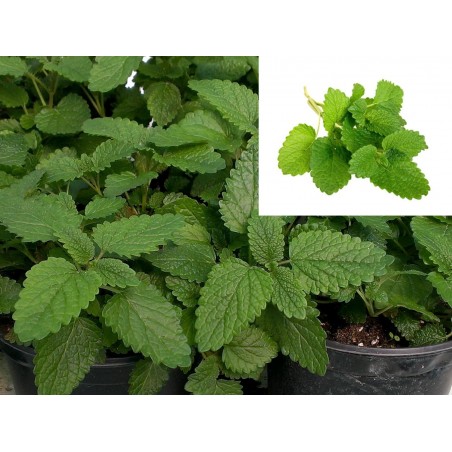 MELISSA OFFICINALIS (Maceta de 14cm de Ø)