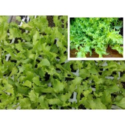 LECHUGA ESCAROLA