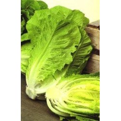 PLANTAS DE LECHUGA ISASA (ROMANA)