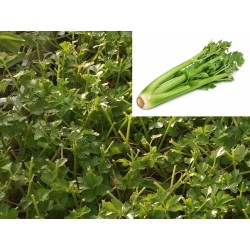 PLANTAS DE APIO