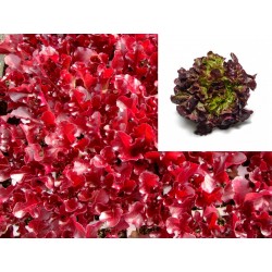 LECHUGA HOJA DE ROBLE