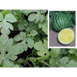 PLANTAS DE SANDIA GRACIOSA (SANDIA AMARILLA) INJERTADA