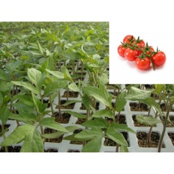 PLANTAS DE TOMATE CHERRY