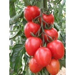 PLANTAS DE TOMATE FLORTYL (PERA CAÑA)