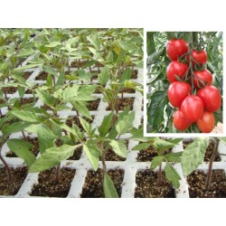 PLANTAS DE TOMATE FLORTYL (PERA CAÑA)