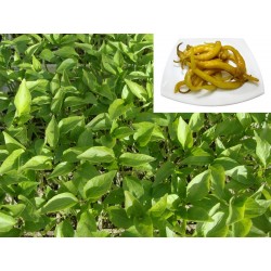 GUINDILLA PEQUEÑA AMARILLA VASCA