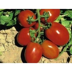 Pack 9 pcs. TOMATE PLANTS DIEZMIL 97 (Pera Rastrero)