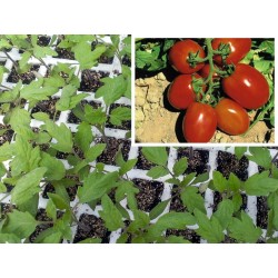 PLANTAS DE TOMATE RIO GRANDE