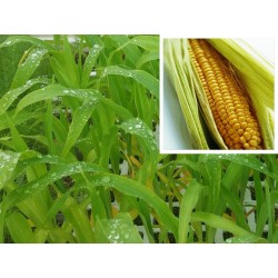 MAIZ DULCE CHALLENGER