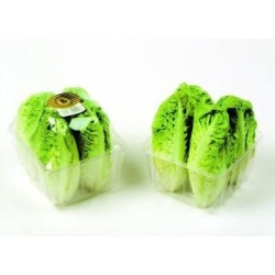 Lechuga baby - Plantas de lechuga baby