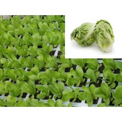 LECHUGA GRILLO (BABY)
