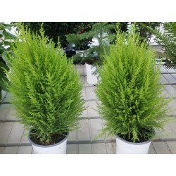 CIPRES GOLDCREST WILMA 30-40cm de altura en Maceta de 14 cm de Ø