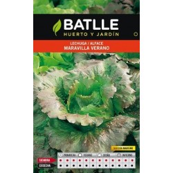 LECHUGA MARAVILLA DE VERANO ECO