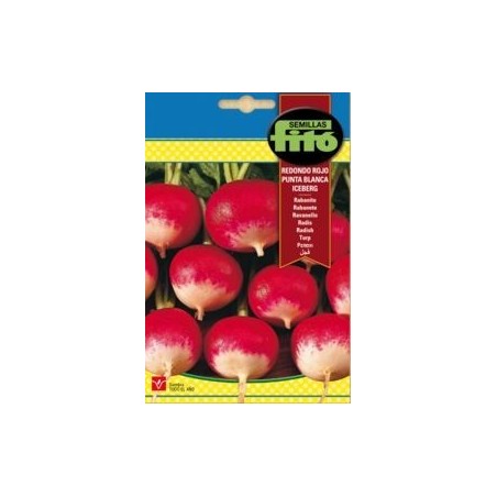 RABANITO RED. ICEBERG