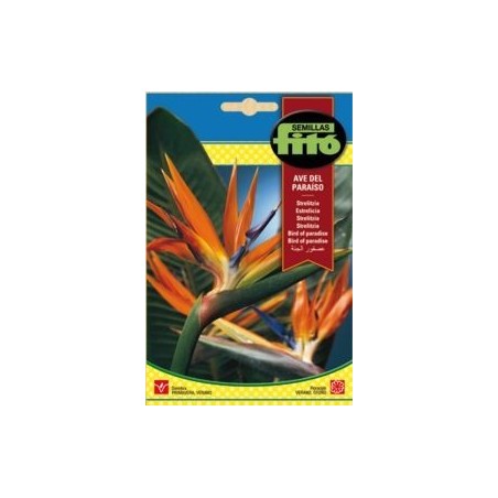 STRELITZIA AVE DEL PARAISO