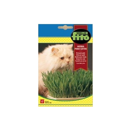 HIERBA PARA GATOS