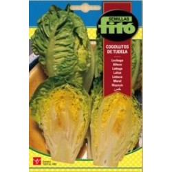 LECHUGA COGOLLITOS