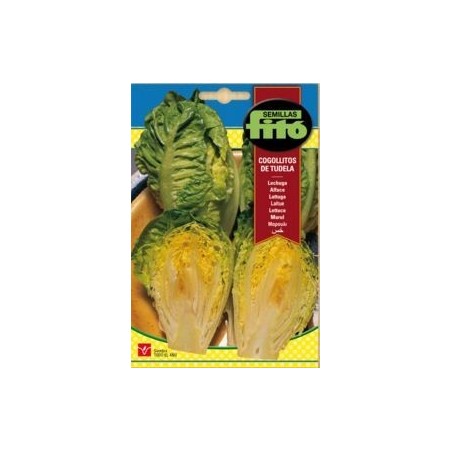 LECHUGA COGOLLITOS