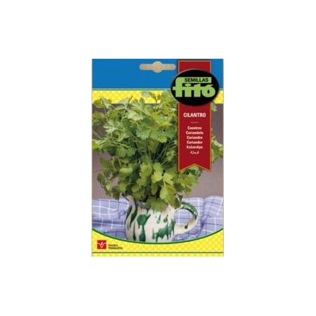 CILANTRO