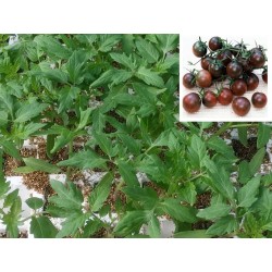 PLANTAS TOMATE BLACK CHERRY