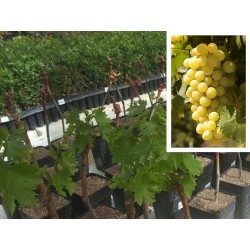 PARRA MOSCATEL DE UVA BLANCA DE MESA EN MACETA