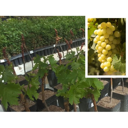 PARRA MOSCATEL DE UVA BLANCA DE MESA EN MACETA
