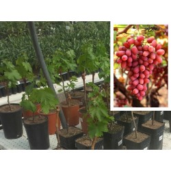 PARRA CRIMSON DE UVA ROJA DE MESA SIN PEPITAS  (maceta de 16 cm de Ø)