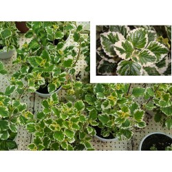 MENTA MANZANA (Maceta de 14cm de Ø)