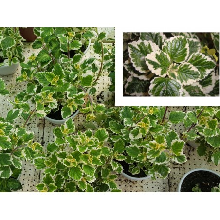 MENTA MANZANA (Maceta de 14cm de Ø)