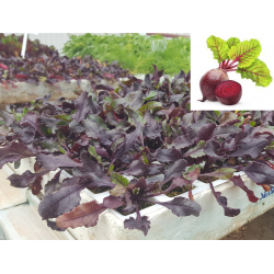 PLANTAS DE TOMATE OPTIMA