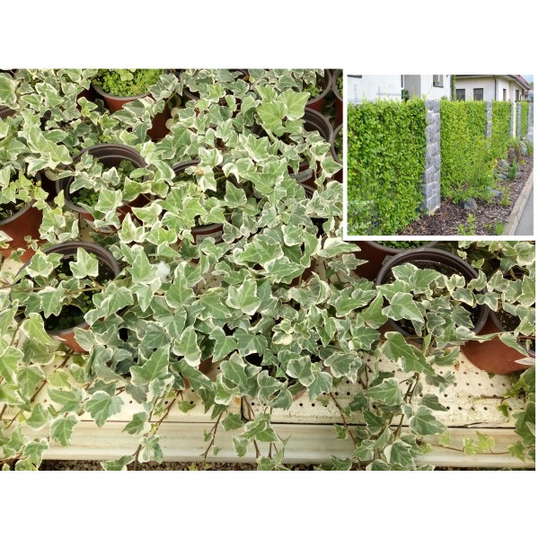HEDERA HELIX(hoja blanca) en maceta de 14 cm de Ø