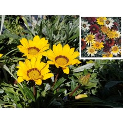 GAZANIA  en maceta de 10cm de Ø