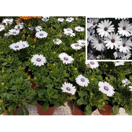 OSTEOSPERMUM (DIMORPHOTECA) en maceta de 14cm de Ø