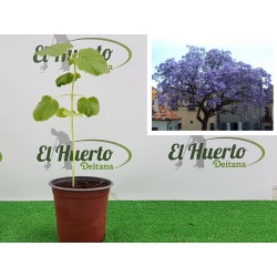 ALGARROBO (CERATONIA SILIQUA)