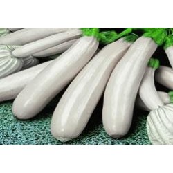 Pack 9 uds. CALABACIN BLANCO