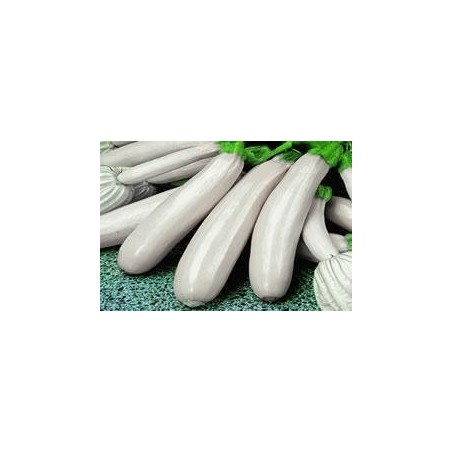CALABACIN BLANCO - Lote 9 uds.