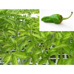PIMIENTO PADRON