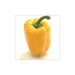 PIMIENTO AMARILLO CALIFORNIA - Lote 9 uds.