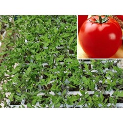 Optimal tomato plants