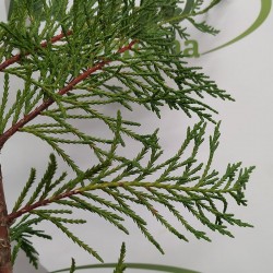 ¿Necesitas comprar ciprés sempervirens totem? Visita nuestro catálogo