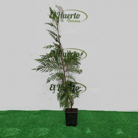¿Necesitas comprar ciprés sempervirens totem? Visita nuestro catálogo