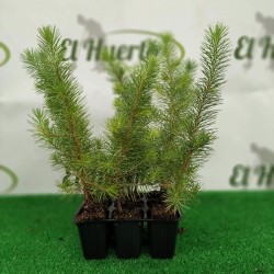 PINO PIÃ‘ONERO DONCEL (PINUS PINEA) - Lote 100 uds.