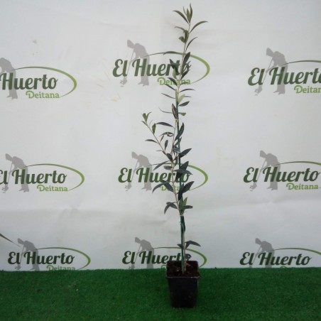 TREE OLIVE TREE C8