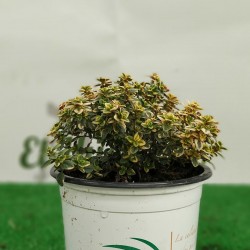 TOMILLO LIMON-THYMUS  C10