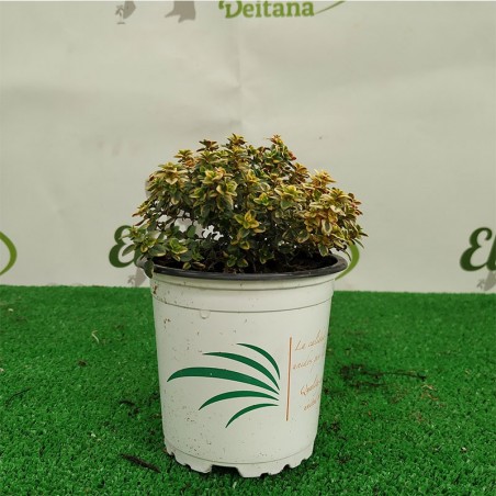 THYME LEMON-THYMUS C10