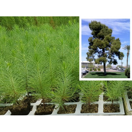 Pino Carrasco - Pinus Halapensis|El Huerto Deitana ®
