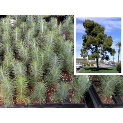PINO CARRASCO (PINUS HALEPENSIS) 