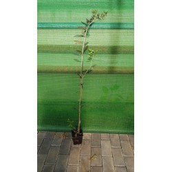 OLIVE OCHAL C8