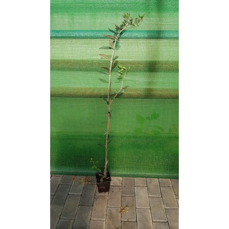 OLIVE OCHAL C8